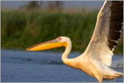 Donaudelta