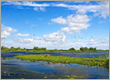 Donaudelta Sommer2008