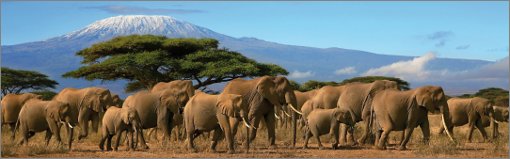 Kilimanjaro Trekking