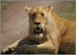 Safarireisen
